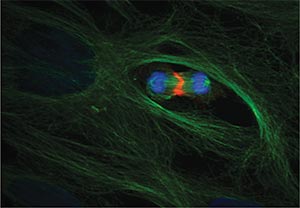 cell division