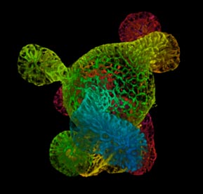 multi color organoid